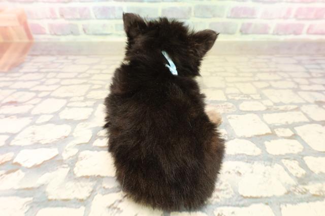 埼玉県のポメチワ/チワポメ/ポメチー(ポメラニアン×チワワ) (Coo&RIKU桶川店/2025年10月8日生まれ/男の子/ブラックタン)の子犬の4枚目の画像