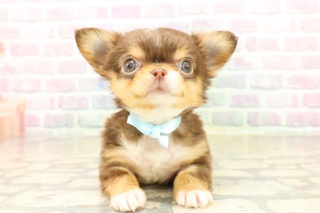 東京都のチワワ(ロング) (Coo&RIKU東久留米店/2025年10月12日生まれ/男の子/チョコレートタンホワイト)の子犬