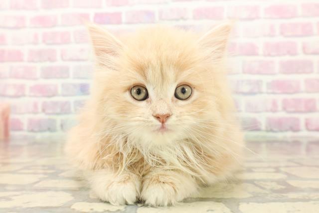 東京都のサイベリアン (Coo&RIKU東久留米店/2025年10月12日生まれ/女の子/クリームタビーホワイト)の子猫の1枚目の画像