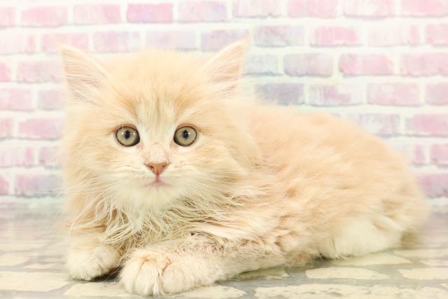 東京都のサイベリアン (Coo&RIKU東久留米店/2025年10月12日生まれ/女の子/クリームタビーホワイト)の子猫の2枚目の画像