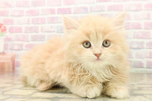 東京都のサイベリアン (Coo&RIKU東久留米店/2025年10月12日生まれ/女の子/クリームタビーホワイト)の子猫の3枚目の画像