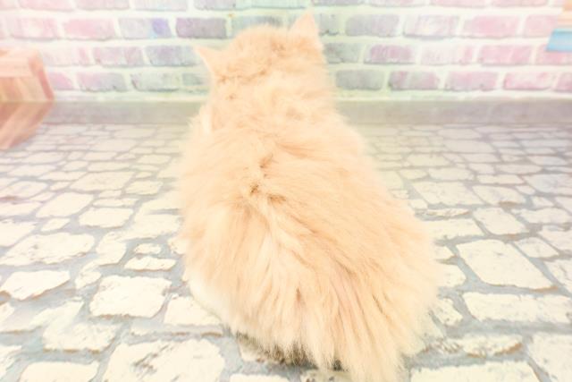 東京都のサイベリアン (Coo&RIKU東久留米店/2025年10月12日生まれ/女の子/クリームタビーホワイト)の子猫の4枚目の画像