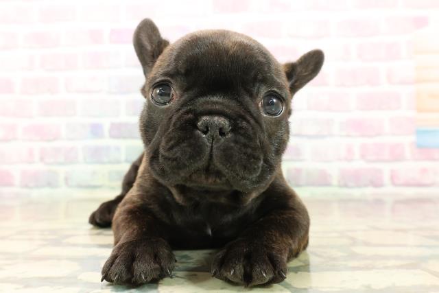埼玉県のフレンチブルドッグ (Coo&RIKU岩槻店/2025年10月14日生まれ/男の子/ブリンドル)の子犬