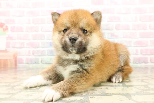 埼玉県の豆柴 (Coo&RIKU川口戸塚店/2025年10月14日生まれ/男の子/赤)の子犬の2枚目の画像