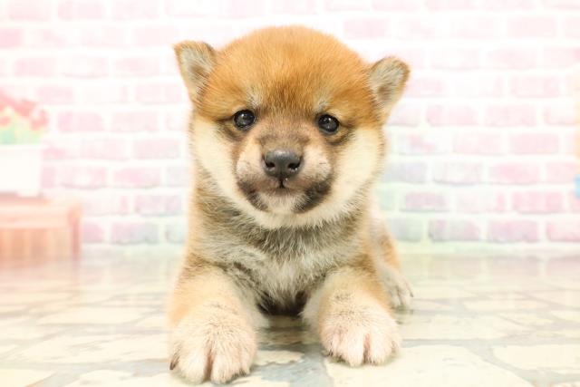 埼玉県の豆柴 (Coo&RIKU草加バイパス店/2025年10月14日生まれ/男の子/赤)の子犬の1枚目の画像