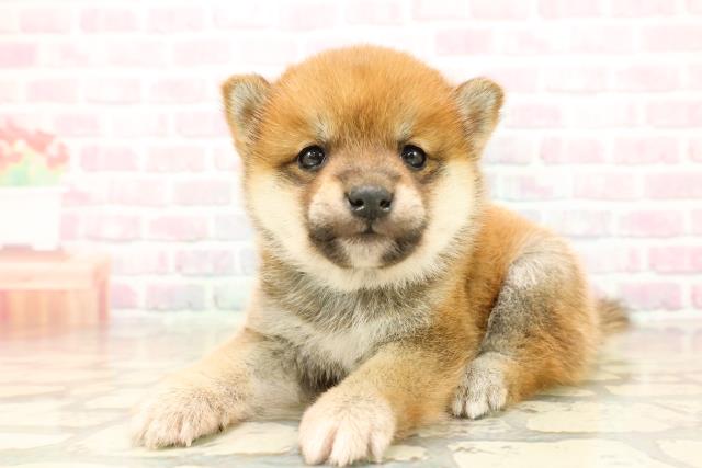 埼玉県の豆柴 (Coo&RIKU草加バイパス店/2025年10月14日生まれ/男の子/赤)の子犬の2枚目の画像