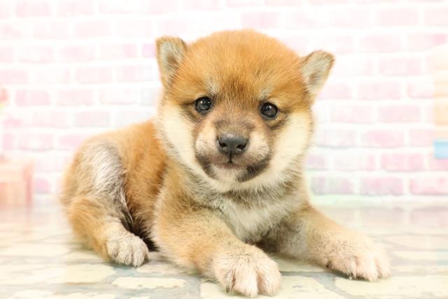 埼玉県の豆柴 (Coo&RIKU草加バイパス店/2025年10月14日生まれ/男の子/赤)の子犬の3枚目の画像