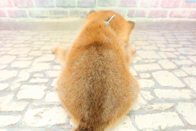 埼玉県の豆柴 (Coo&RIKU草加バイパス店/2025年10月14日生まれ/男の子/赤)の子犬の4枚目の画像