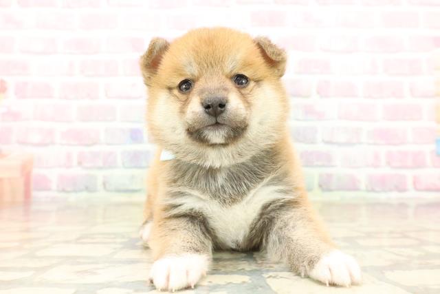 東京都の豆柴 (Coo&RIKU八王子西店/2025年10月14日生まれ/男の子/赤)の子犬の1枚目の画像