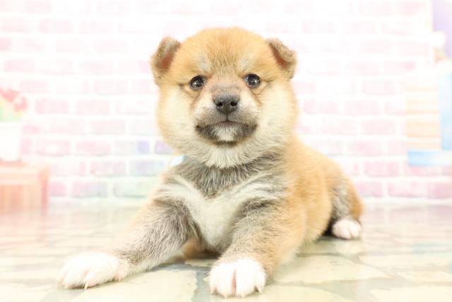 東京都の豆柴 (Coo&RIKU八王子西店/2025年10月14日生まれ/男の子/赤)の子犬の2枚目の画像