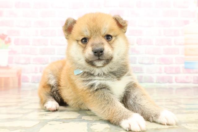 東京都の豆柴 (Coo&RIKU八王子西店/2025年10月14日生まれ/男の子/赤)の子犬の3枚目の画像