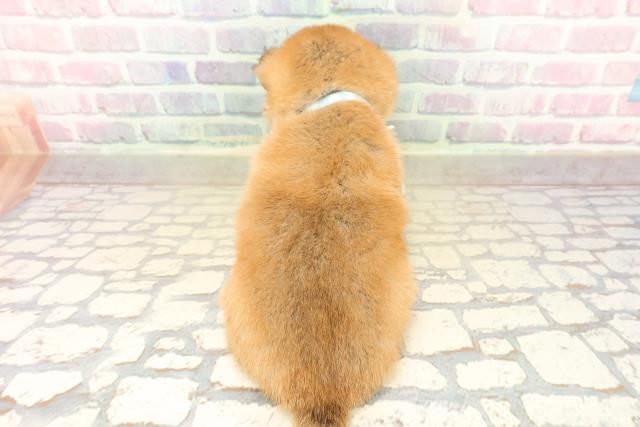 東京都の豆柴 (Coo&RIKU八王子西店/2025年10月14日生まれ/男の子/赤)の子犬の4枚目の画像