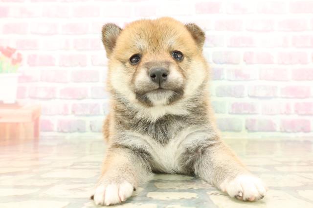 東京都の豆柴 (Coo&RIKU府中店/2025年10月14日生まれ/女の子/赤)の子犬の1枚目の画像