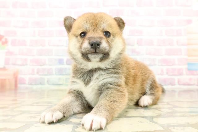 東京都の豆柴 (Coo&RIKU府中店/2025年10月14日生まれ/女の子/赤)の子犬の2枚目の画像