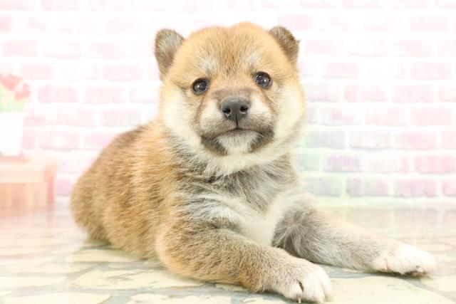 東京都の豆柴 (Coo&RIKU府中店/2025年10月14日生まれ/女の子/赤)の子犬の3枚目の画像