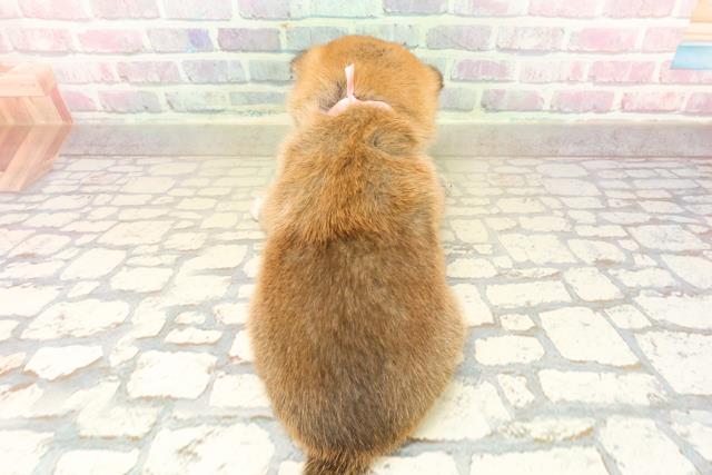 東京都の豆柴 (Coo&RIKU府中店/2025年10月14日生まれ/女の子/赤)の子犬の4枚目の画像