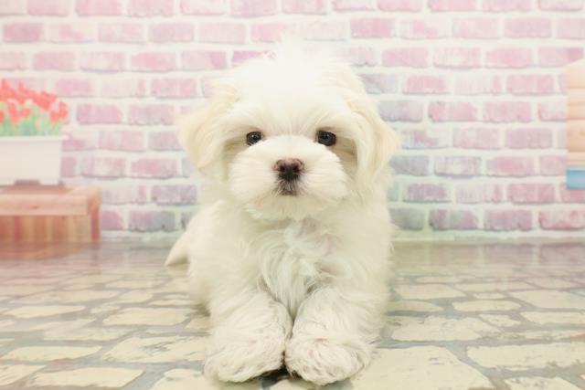 埼玉県のマルチーズ (Coo&RIKU熊谷ニットーモール店/2025年10月12日生まれ/男の子/ホワイト)の子犬