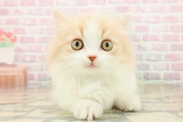 東京都のマンチカン (Coo&RIKU中野サンモール店/2025年10月14日生まれ/男の子/クリームタビーホワイト)の子猫