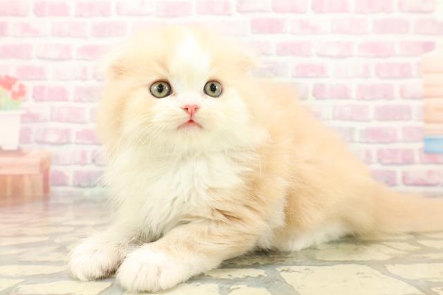 東京都のスコティッシュフォールド (Coo&RIKU浅草店/2025年10月14日生まれ/男の子/クリームタビーホワイト)の子猫の2枚目の画像