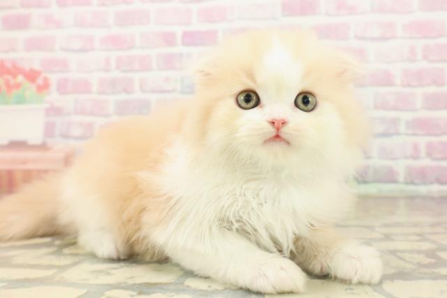 東京都のスコティッシュフォールド (Coo&RIKU浅草店/2025年10月14日生まれ/男の子/クリームタビーホワイト)の子猫の3枚目の画像