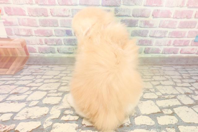 東京都のスコティッシュフォールド (Coo&RIKU浅草店/2025年10月14日生まれ/男の子/クリームタビーホワイト)の子猫の4枚目の画像