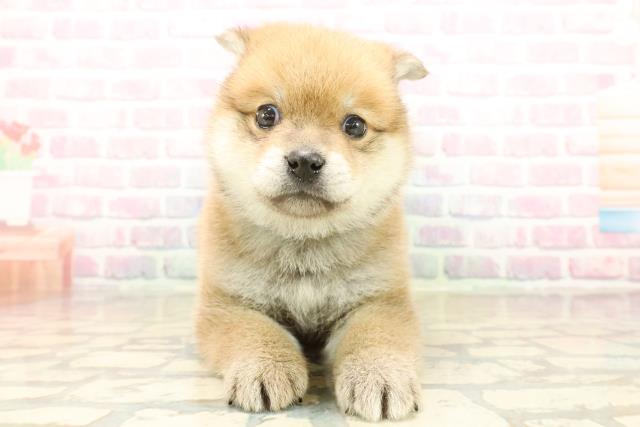 神奈川県のポメ柴/豆ポメ/ポメ豆柴(ポメラニアン×柴犬) (Coo&RIKU横浜青葉店/2025年10月10日生まれ/男の子/赤)の子犬の1枚目の画像