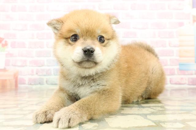 神奈川県のポメ柴/豆ポメ/ポメ豆柴(ポメラニアン×柴犬) (Coo&RIKU横浜青葉店/2025年10月10日生まれ/男の子/赤)の子犬の2枚目の画像