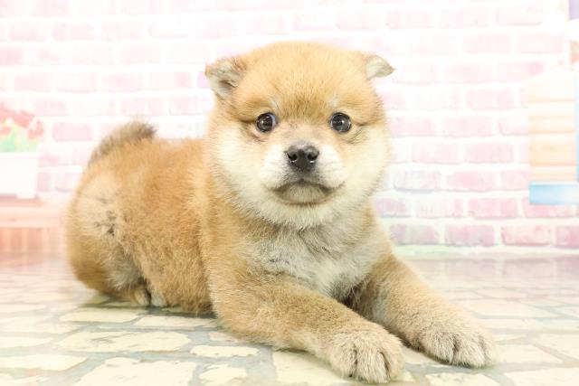 神奈川県のポメ柴/豆ポメ/ポメ豆柴(ポメラニアン×柴犬) (Coo&RIKU横浜青葉店/2025年10月10日生まれ/男の子/赤)の子犬の3枚目の画像