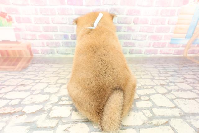 神奈川県のポメ柴/豆ポメ/ポメ豆柴(ポメラニアン×柴犬) (Coo&RIKU横浜青葉店/2025年10月10日生まれ/男の子/赤)の子犬の4枚目の画像