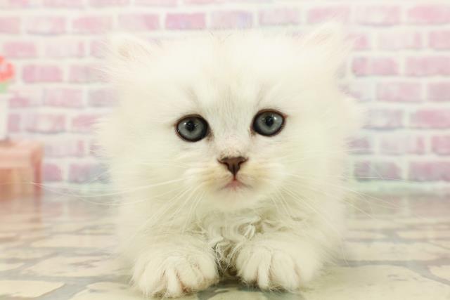 東京都のミヌエット (Coo&RIKU中野サンモール店/2025年10月14日生まれ/男の子/チンチラシルバー)の子猫