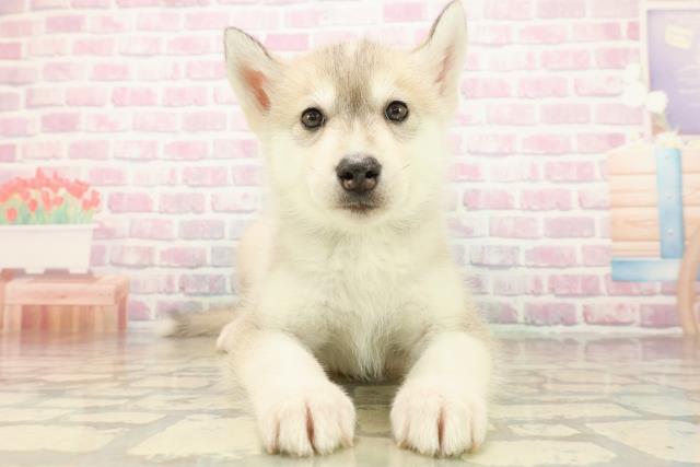 埼玉県のシベリアンハスキー (Coo&RIKU熊谷ニットーモール店/2025年10月11日生まれ/男の子/シルバーホワイト)の子犬