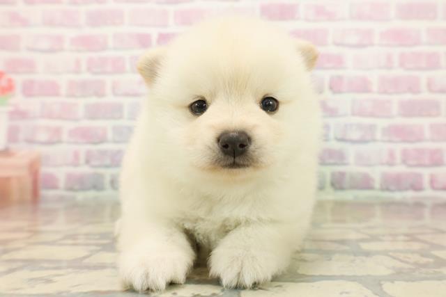 神奈川県のポメ柴/豆ポメ/ポメ豆柴(ポメラニアン×柴犬) (Coo&RIKU相模原店/2025年10月13日生まれ/男の子/白)の子犬の1枚目の画像