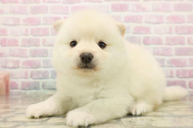 神奈川県のポメ柴/豆ポメ/ポメ豆柴(ポメラニアン×柴犬) (Coo&RIKU相模原店/2025年10月13日生まれ/男の子/白)の子犬の2枚目の画像