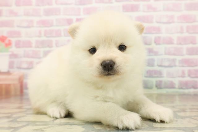 神奈川県のポメ柴/豆ポメ/ポメ豆柴(ポメラニアン×柴犬) (Coo&RIKU相模原店/2025年10月13日生まれ/男の子/白)の子犬の3枚目の画像