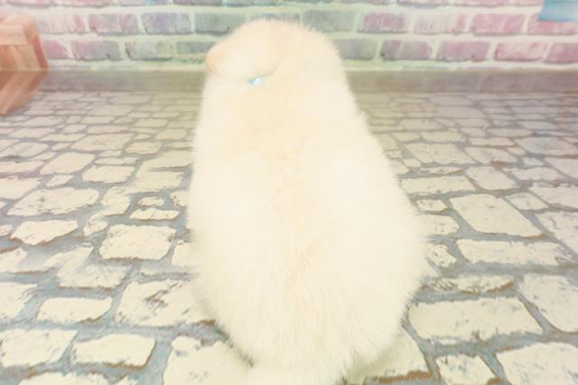 神奈川県のポメ柴/豆ポメ/ポメ豆柴(ポメラニアン×柴犬) (Coo&RIKU相模原店/2025年10月13日生まれ/男の子/白)の子犬の4枚目の画像