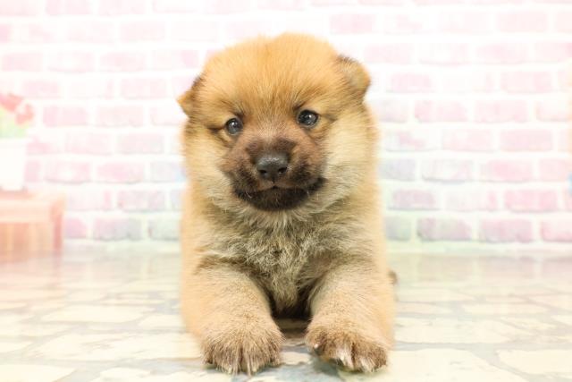 東京都のポメ柴/豆ポメ/ポメ豆柴(ポメラニアン×柴犬) (Coo&RIKU立川店/2025年10月13日生まれ/男の子/赤)の子犬の1枚目の画像