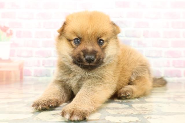 東京都のポメ柴/豆ポメ/ポメ豆柴(ポメラニアン×柴犬) (Coo&RIKU立川店/2025年10月13日生まれ/男の子/赤)の子犬の2枚目の画像