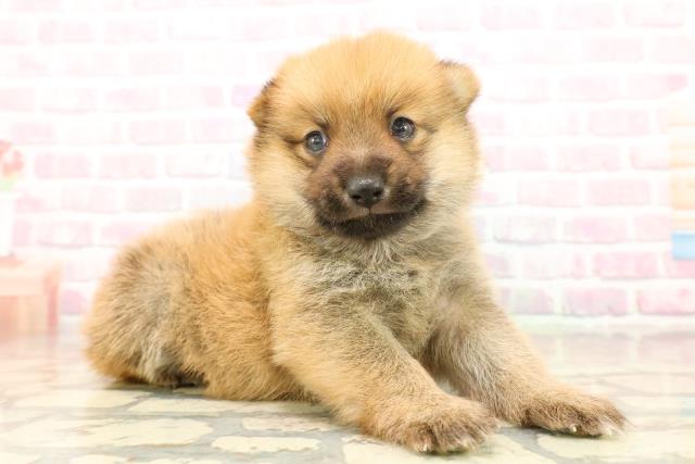 東京都のポメ柴/豆ポメ/ポメ豆柴(ポメラニアン×柴犬) (Coo&RIKU立川店/2025年10月13日生まれ/男の子/赤)の子犬の3枚目の画像