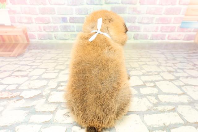 東京都のポメ柴/豆ポメ/ポメ豆柴(ポメラニアン×柴犬) (Coo&RIKU立川店/2025年10月13日生まれ/男の子/赤)の子犬の4枚目の画像