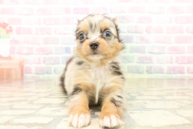 埼玉県のパピチー/チワパピ(パピヨン×チワワ) (Coo&RIKU桶川店/2025年10月13日生まれ/女の子/ブルーマール)の子犬の1枚目の画像