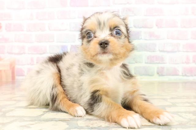 埼玉県のパピチー/チワパピ(パピヨン×チワワ) (Coo&RIKU桶川店/2025年10月13日生まれ/女の子/ブルーマール)の子犬の3枚目の画像