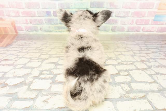 埼玉県のパピチー/チワパピ(パピヨン×チワワ) (Coo&RIKU桶川店/2025年10月13日生まれ/女の子/ブルーマール)の子犬の4枚目の画像