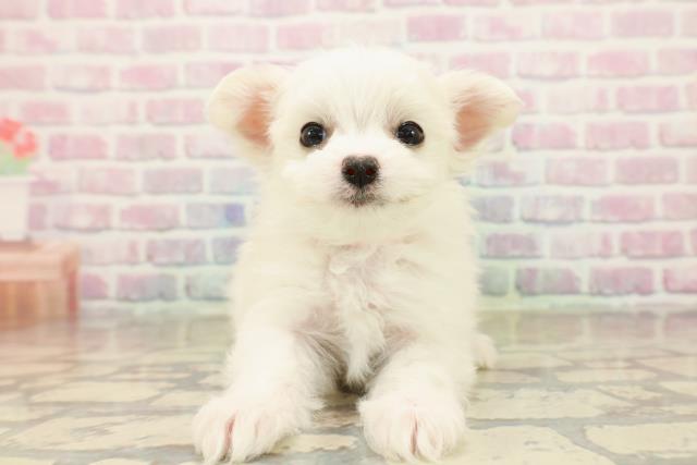 埼玉県のチワマル/マルチワ(チワワ×マルチーズ) (Coo&RIKU桶川店/2025年10月14日生まれ/女の子/ホワイト)の子犬の1枚目の画像