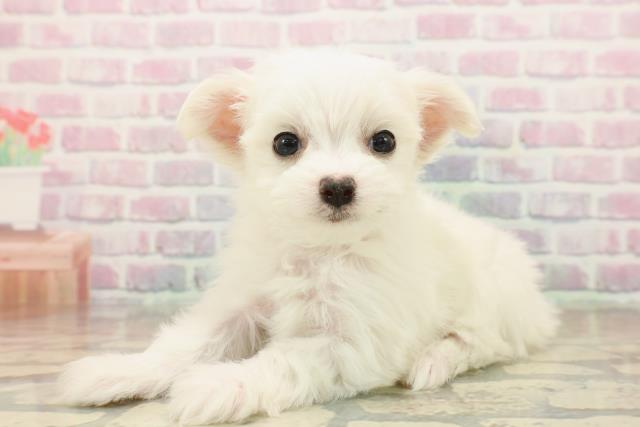 埼玉県のチワマル/マルチワ(チワワ×マルチーズ) (Coo&RIKU桶川店/2025年10月14日生まれ/女の子/ホワイト)の子犬の2枚目の画像