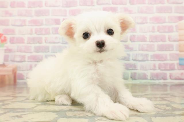 埼玉県のチワマル/マルチワ(チワワ×マルチーズ) (Coo&RIKU桶川店/2025年10月14日生まれ/女の子/ホワイト)の子犬の3枚目の画像