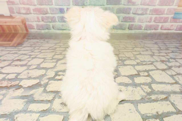 埼玉県のチワマル/マルチワ(チワワ×マルチーズ) (Coo&RIKU桶川店/2025年10月14日生まれ/女の子/ホワイト)の子犬の4枚目の画像