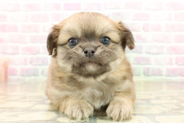 神奈川県のチワペキ/ペキチー/ペキチワ(チワワ×ペキニーズ) (Coo&RIKU横須賀店/2025年10月12日生まれ/男の子/フォーン)の子犬の1枚目の画像