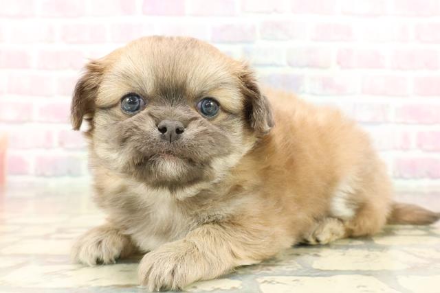 神奈川県のチワペキ/ペキチー/ペキチワ(チワワ×ペキニーズ) (Coo&RIKU横須賀店/2025年10月12日生まれ/男の子/フォーン)の子犬の2枚目の画像