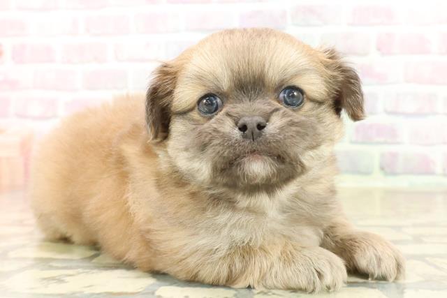 神奈川県のチワペキ/ペキチー/ペキチワ(チワワ×ペキニーズ) (Coo&RIKU横須賀店/2025年10月12日生まれ/男の子/フォーン)の子犬の3枚目の画像