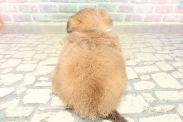 神奈川県のチワペキ/ペキチー/ペキチワ(チワワ×ペキニーズ) (Coo&RIKU横須賀店/2025年10月12日生まれ/男の子/フォーン)の子犬の4枚目の画像